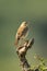 Rattling cisticola on stump with bokeh background