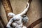 Ratto delle Sabine statue in Loggia de Lanzi in Florence