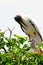 Raucous white wood storks in nest, Florida