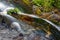 Rausor waterfall, Retezat national park, Romania