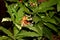 Rauvolfia serpentina,Indian snakeroot, Devil pepper