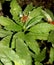 Rauvolfia serpentina,Indian snakeroot, Devil pepper