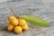 Rauwenhoffia siamensis Scheff fruit on wood