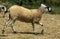 Rava Sheep, a French Breed