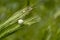 Ravda Bulgaria. May 29 2014. Green wheat spikes on grass background. Future harvest. White garden snail on a spike.