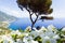 Ravello, terrace over the sea, flowers