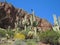 Raven Above Saguaro Stand