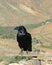 Raven above the valey of Vega de Rio Palmas