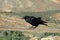 Raven above the valey of Vega de Rio Palmas