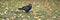 A raven on an autumn lawn with fallen leaves. A black raven walks through an autumn glade.