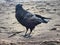 Raven on beach eyes the photographer closeup