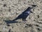 Raven on the beach. The washing waves of the Pacific ocean.