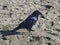 Raven on the beach. The washing waves of the Pacific ocean.