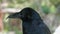 Raven bird close up view