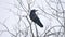 Raven bird corbie sitting on a branch of a strong wind, dry tree