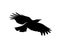 Raven bird logo vector template, Black silhouette of a crow on an isolated background