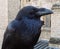 Raven bird in London