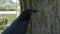 A raven bird looks around