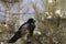 Raven bird Stock Photos.  Raven bird close-up profile view perched with snow on pine tree