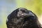 Raven bird Stock Photos.  Raven bird head close-up profile view with bokeh background