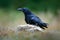 Raven, black bird with dead hare on the road, animal behavior in nature habitat, dark green forest in the background. Wildlife