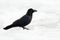 Raven, black bird sitting on the snow ice during winter, nature