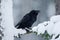 Raven, black bird sitting on the snow tree during winter, nature habitat, Sweden