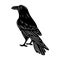 Raven black, cartoon isolated on white background, vector illustration for design and decor, Halloween