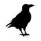 Raven black silhouette. Vector illustration EPS 10
