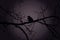 Raven on a branch at night in forest