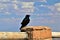 Raven at Bryce Canyon