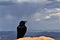 Raven at Bryce Canyon against storm background