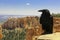 Raven in Bryce Canyon National Park