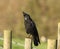 Raven calling while perching on wooden post