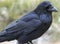 Raven, Canyonlands National Park