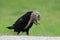 Raven with captured Columbia Ground Squirrel Canada