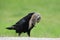 Raven with captured Columbia Ground Squirrel Canada