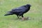 Raven with captured Columbia Ground Squirrel Canada