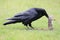 Raven with captured Columbia Ground Squirrel Canada