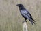 Raven,  Corvus corax