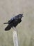 Raven,  Corvus corax