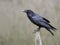 Raven,  Corvus corax