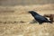 Raven Corvus corax