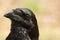 Raven - Corvus corax, eyes, head and beak