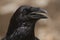 Raven - Corvus corax ,eyes, head and beak