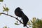 Raven (Corvus corax) looking back