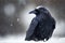 Raven (Corvus corax) on the snow in winter