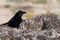 Raven - Corvus corax, waiting on a rock