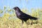 Raven Corvus corax Yellowstone