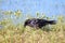 Raven corvus corax in Yellowstone